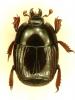 Atholus debeauxi